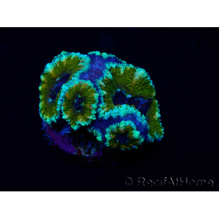 WYSIWYG Micromussa lordhowensis (ehemals Acanthastrea) 6D2