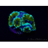 WYSIWYG Micromussa lordhowensis (ehemals Acanthastrea) 6D2