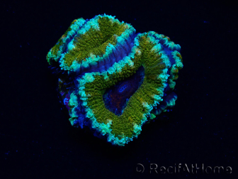 WYSIWYG Micromussa lordhowensis (ex Acanthastrea) 6D3