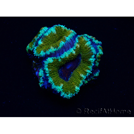 WYSIWYG Micromussa lordhowensis (ex Acanthastrea) 6D3