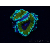 WYSIWYG Micromussa lordhowensis (ex Acanthastrea) 6D3