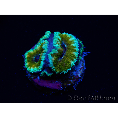 WYSIWYG Micromussa lordhowensis (formerly Acanthastrea) 6D4