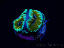 WYSIWYG Micromussa lordhowensis (ehemals Acanthastrea) 6D4