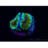 WYSIWYG Micromussa lordhowensis (formerly Acanthastrea) 6D4