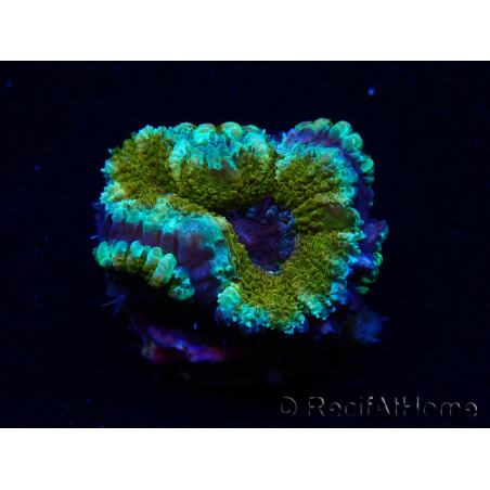 WYSIWYG Micromussa lordhowensis (ex Acanthastrea)6D5