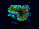 WYSIWYG Micromussa lordhowensis (ex Acanthastrea) 6D5