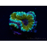 WYSIWYG Micromussa lordhowensis (ex Acanthastrea)6D5