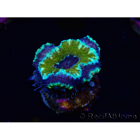 WYSIWYG Micromussa lordhowensis (ex Acanthastrea) 6D6