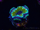 WYSIWYG Micromussa lordhowensis (ex Acanthastrea) 6D6