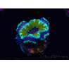 WYSIWYG Micromussa lordhowensis (formerly Acanthastrea) 6D6
