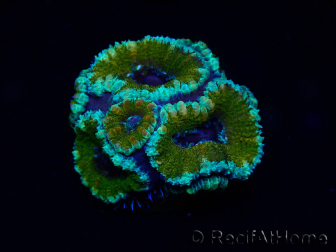 WYSIWYG Micromussa lordhowensis (ehemals Acanthastrea) 6D7
