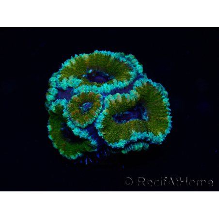 WYSIWYG Micromussa lordhowensis (formerly Acanthastrea) 6D7