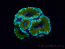 WYSIWYG Micromussa lordhowensis (ex Acanthastrea) 6D7