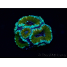 WYSIWYG Micromussa lordhowensis (formerly Acanthastrea) 6D7