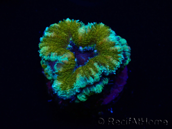 WYSIWYG Micromussa lordhowensis (formerly Acanthastrea) 6D8