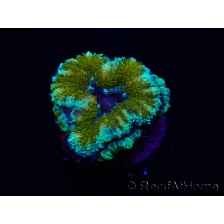 WYSIWYG Micromussa lordhowensis (ehemals Acanthastrea) 6D8
