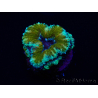WYSIWYG Micromussa lordhowensis (ehemals Acanthastrea) 6D8