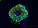 WYSIWYG Micromussa lordhowensis (ehemals Acanthastrea) 6K