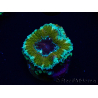 WYSIWYG Micromussa lordhowensis (ex Acanthastrea) 6D9