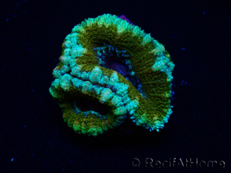 WYSIWYG Micromussa lordhowensis (ex Acanthastrea) 6K