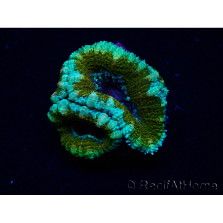 WYSIWYG Micromussa lordhowensis (antes Acanthastrea) 6K