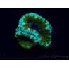 WYSIWYG Micromussa lordhowensis (ehemals Acanthastrea) 6K
