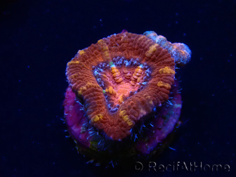 WYSIWYG Micromussa lordhowensis (ex Acanthastrea) 6E1