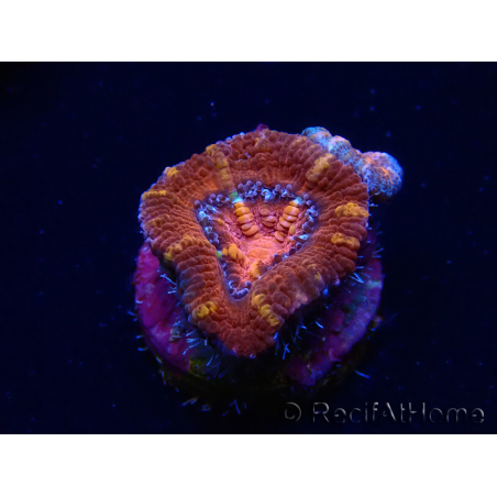 WYSIWYG Micromussa lordhowensis (formerly Acanthastrea) 6E1