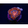WYSIWYG Micromussa lordhowensis (anteriormente Acanthastrea) 6E1