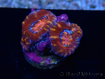 WYSIWYG Micromussa lordhowensis (formerly Acanthastrea) 6E2