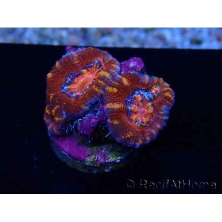 WYSIWYG Micromussa lordhowensis (ex Acanthastrea) 6E2