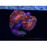 WYSIWYG Micromussa lordhowensis (ehemals Acanthastrea) 6E2