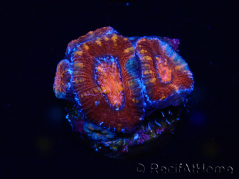 WYSIWYG Micromussa lordhowensis (ex Acanthastrea) 6E3