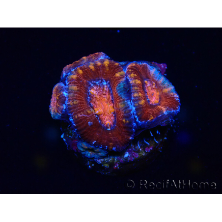 WYSIWYG Micromussa lordhowensis (ex Acanthastrea) 6E3