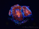 WYSIWYG Micromussa lordhowensis (ex Acanthastrea) 6E3