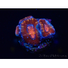 WYSIWYG Micromussa lordhowensis (ex Acanthastrea) 6E3