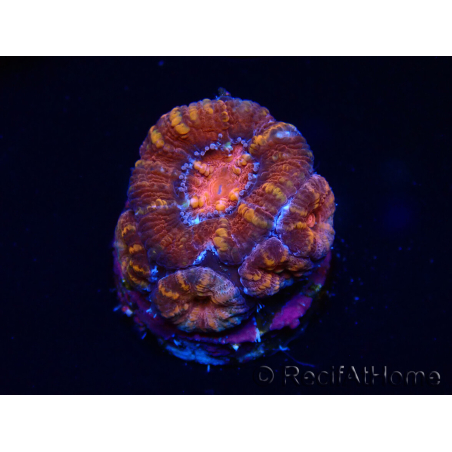 WYSIWYG Micromussa lordhowensis (antes Acanthastrea) 6E4