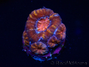 WYSIWYG Micromussa lordhowensis (ex Acanthastrea) 6E4
