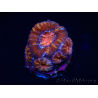 WYSIWYG Micromussa lordhowensis (ex Acanthastrea) 6E4