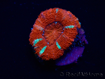WYSIWYG Micromussa lordhowensis (formerly Acanthastrea) 6E5