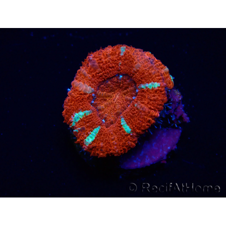 WYSIWYG Micromussa lordhowensis (formerly Acanthastrea) 6E5