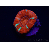 WYSIWYG Micromussa lordhowensis (formerly Acanthastrea) 6E5