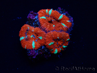 WYSIWYG Micromussa lordhowensis (ex Acanthastrea) 6E6