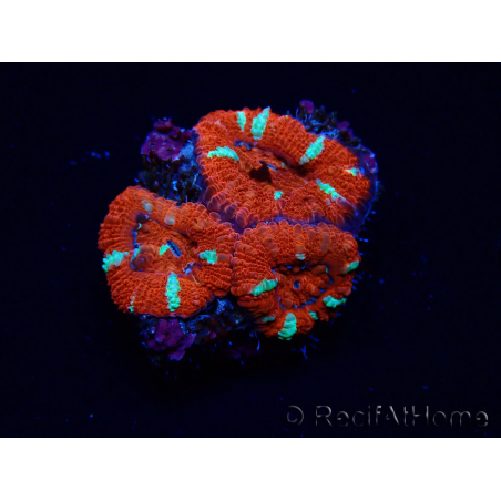 WYSIWYG Micromussa lordhowensis (formerly Acanthastrea) 6E6