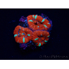 WYSIWYG Micromussa lordhowensis (formerly Acanthastrea) 6E6