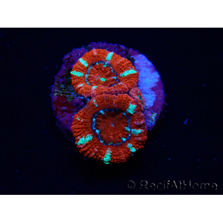 WYSIWYG Micromussa lordhowensis (formerly Acanthastrea) 6E7