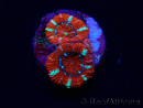 WYSIWYG Micromussa lordhowensis (ex Acanthastrea) 6E7