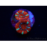 WYSIWYG Micromussa lordhowensis (ex Acanthastrea) 6E7