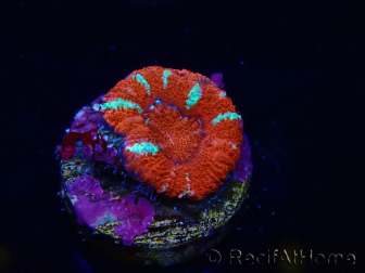 WYSIWYG Micromussa lordhowensis (ex Acanthastrea) 6E8