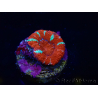 WYSIWYG Micromussa lordhowensis (ex Acanthastrea) 6E8